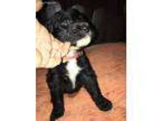 Mutt Puppy for sale in Como, TX, USA