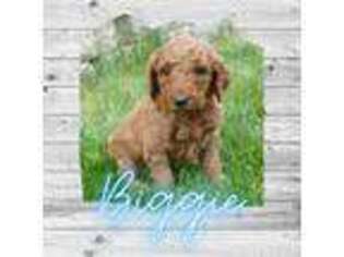 Mutt Puppy for sale in West Bridgewater, MA, USA