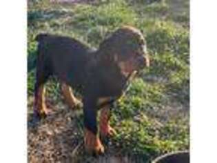 Rottweiler Puppy for sale in Ash Flat, AR, USA