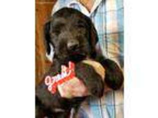 Labradoodle Puppy for sale in Urbana, OH, USA