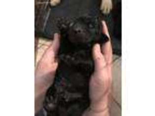Labrador Retriever Puppy for sale in Pasco, WA, USA