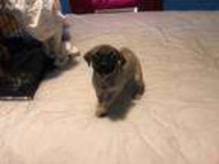 Pug Puppy for sale in Uniontown, PA, USA
