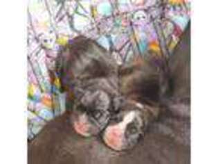 French Bulldog Puppy for sale in Hawley, TX, USA