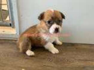 Pembroke Welsh Corgi Puppy for sale in Conway, MO, USA