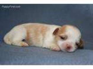 Mutt Puppy for sale in Lone Oak, TX, USA