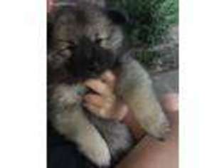 Keeshond Puppy for sale in Argonia, KS, USA