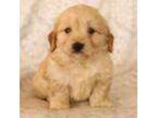 Goldendoodle Puppy for sale in Amityville, NY, USA