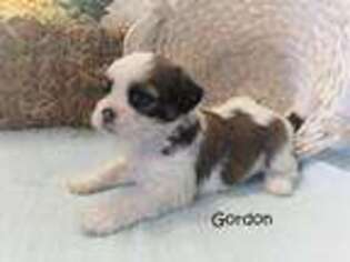 Lhasa Apso Puppy for sale in Montezuma, GA, USA