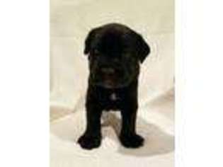 Cane Corso Puppy for sale in Aberdeen, MS, USA