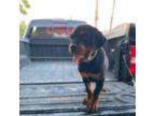 Rottweiler Puppy for sale in Barstow, CA, USA