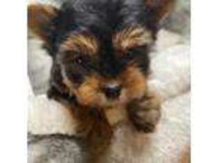 Yorkshire Terrier Puppy for sale in Saint Cloud, MN, USA