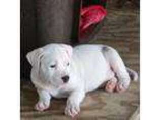 American Staffordshire Terrier Puppy for sale in Spring Hill, FL, USA