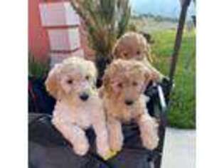 Goldendoodle Puppy for sale in Acton, CA, USA