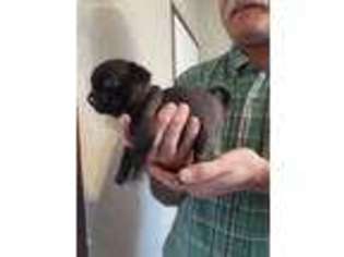 Pug Puppy for sale in Salvisa, KY, USA