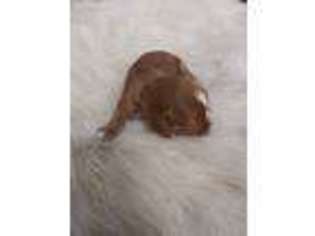 Cavalier King Charles Spaniel Puppy for sale in Springdale, AR, USA