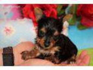 Yorkshire Terrier Puppy for sale in Lena, LA, USA