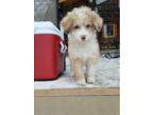Mutt Puppy for sale in Roundup, MT, USA