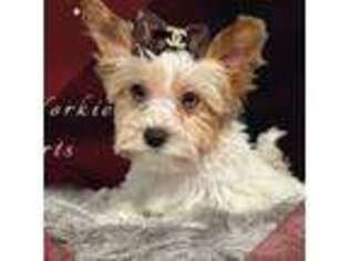 Yorkshire Terrier Puppy for sale in Archie, MO, USA