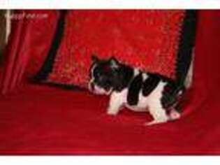 French Bulldog Puppy for sale in Fargo, ND, USA