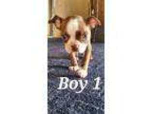Boston Terrier Puppy for sale in Pico Rivera, CA, USA