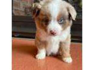 Miniature Australian Shepherd Puppy for sale in Colorado Springs, CO, USA