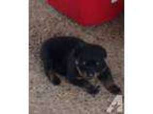 Rottweiler Puppy for sale in SANTA FE, TX, USA
