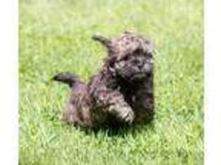 Mal-Shi Puppy for sale in Youngstown, OH, USA