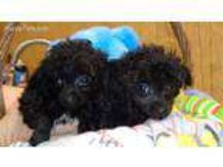 Mutt Puppy for sale in Mount Pleasant, NC, USA