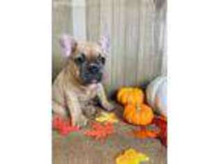 French Bulldog Puppy for sale in Lehi, UT, USA