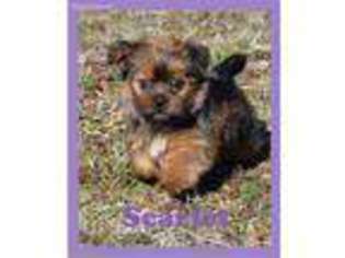Shorkie Tzu Puppy for sale in Maysville, OK, USA