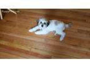 Mutt Puppy for sale in Plainfield, CT, USA