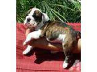 Bulldog Puppy for sale in MIRA LOMA, CA, USA