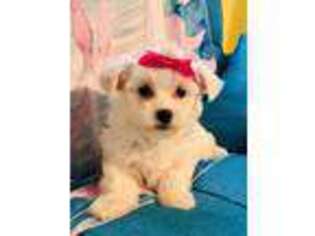 Maltese Puppy for sale in Prince George, VA, USA