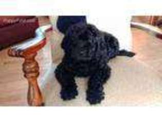 Labradoodle Puppy for sale in Nunnelly, TN, USA