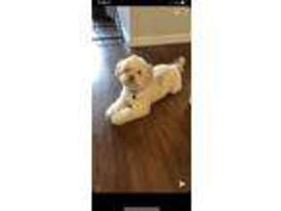 Shih-Poo Puppy for sale in Andover, MA, USA