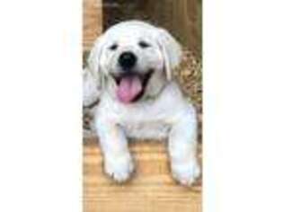 Labrador Retriever Puppy for sale in Devine, TX, USA