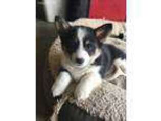 Pembroke Welsh Corgi Puppy for sale in Madison, MO, USA