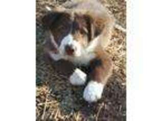Border Collie Puppy for sale in Millville, NJ, USA