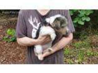 Mutt Puppy for sale in Darlington, SC, USA