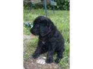 Labradoodle Puppy for sale in Richmond, IN, USA