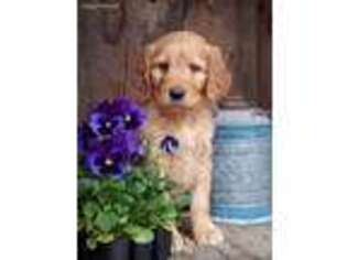 Goldendoodle Puppy for sale in Troxelville, PA, USA