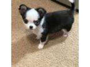 Chihuahua Puppy for sale in Cypress, TX, USA