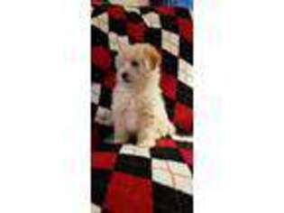 Shih-Poo Puppy for sale in Winfield, PA, USA
