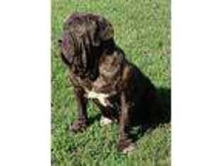 Neapolitan Mastiff Puppy for sale in Butler, MO, USA