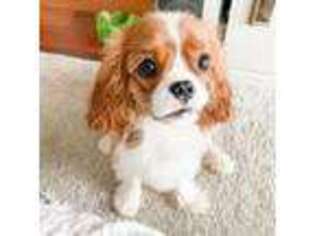 Cavalier King Charles Spaniel Puppy for sale in Marion, MI, USA