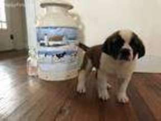 Saint Bernard Puppy for sale in Jefferson, MD, USA