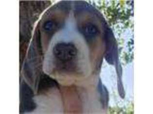 Beagle Puppy for sale in Susanville, CA, USA