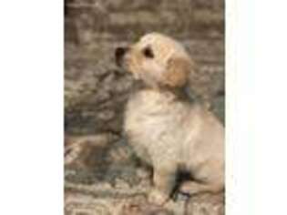 Golden Retriever Puppy for sale in Burnet, TX, USA