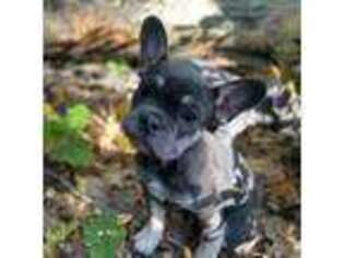 French Bulldog Puppy for sale in Springfield, MA, USA