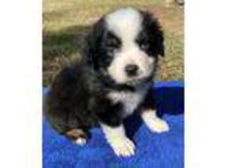 Miniature Australian Shepherd Puppy for sale in Conroe, TX, USA